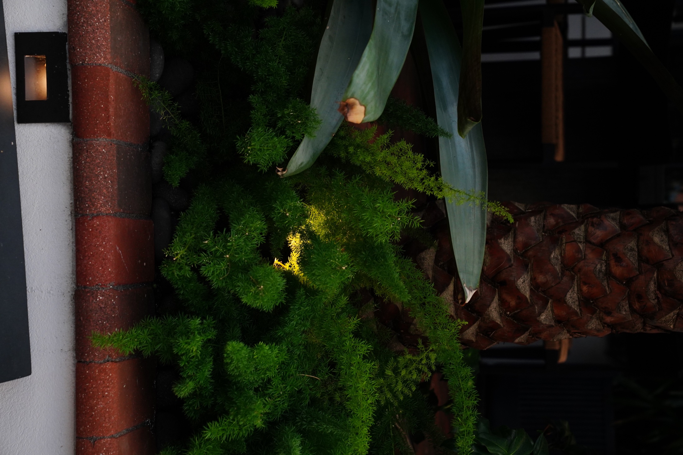 Tropical plants illuminated in a dark garden