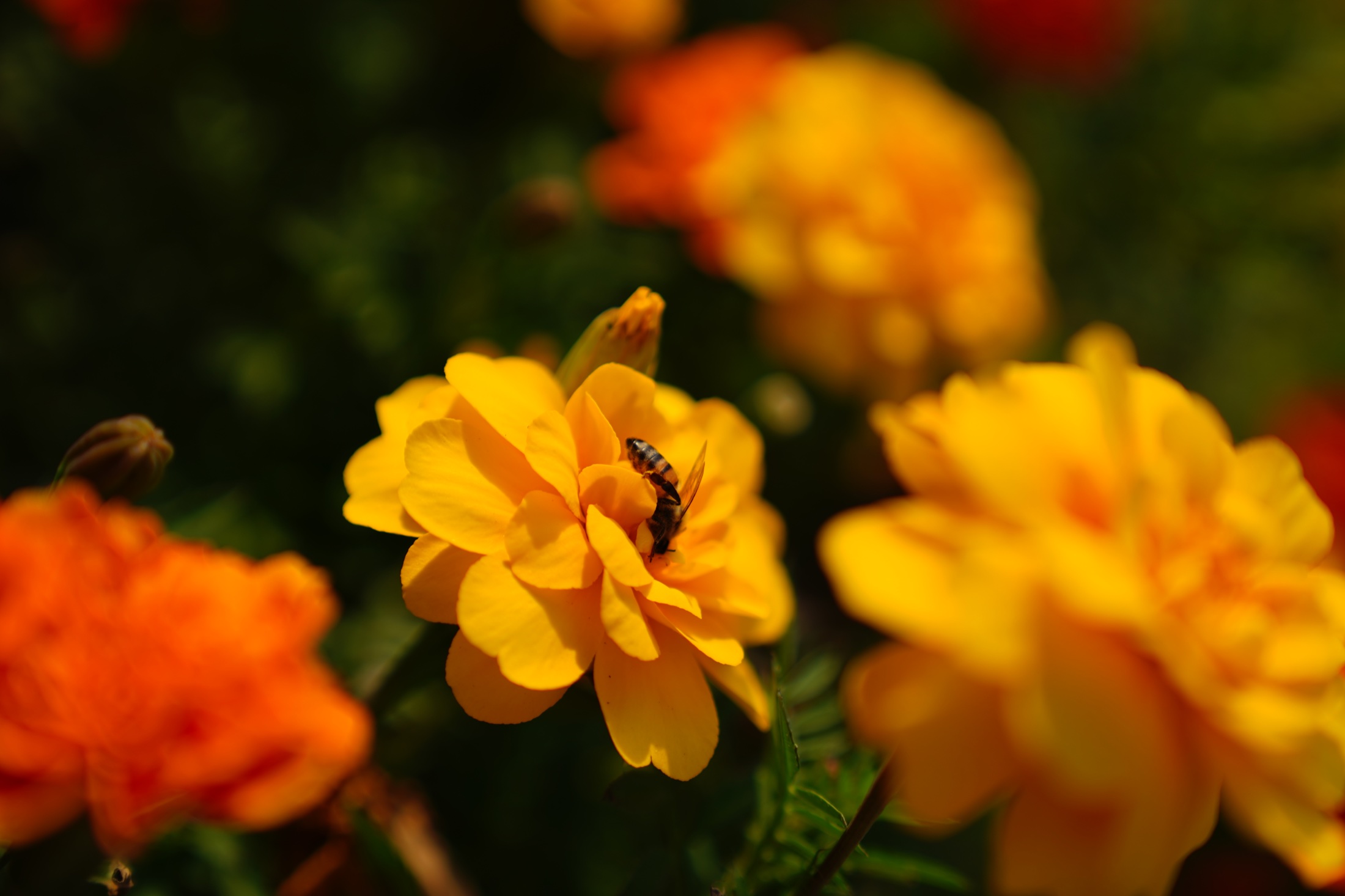 Bee resting on a warm orange flower