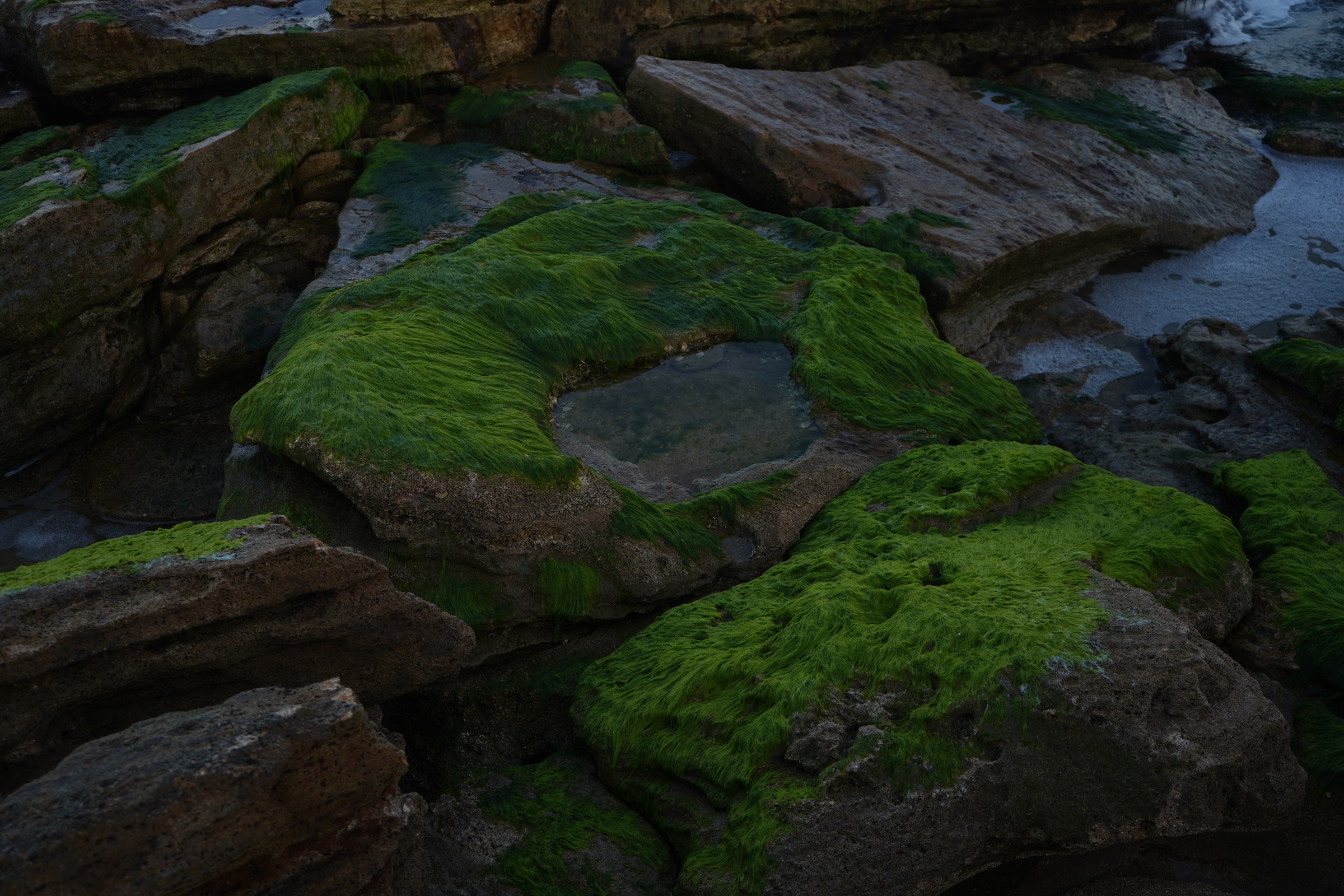 Moss-covered tide-pool rocks at the shoreline